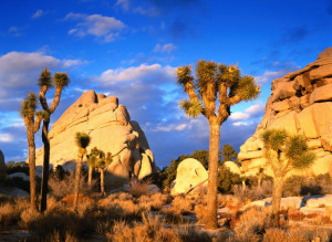 Joshua-Tree-National-Park